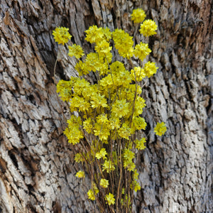 Everlastings /Pom Pom