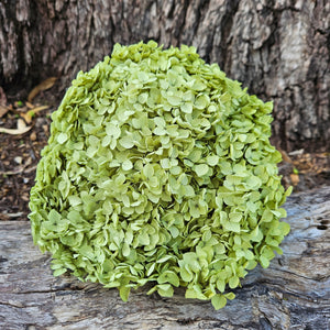 Hydrangea - Soft Olive Green