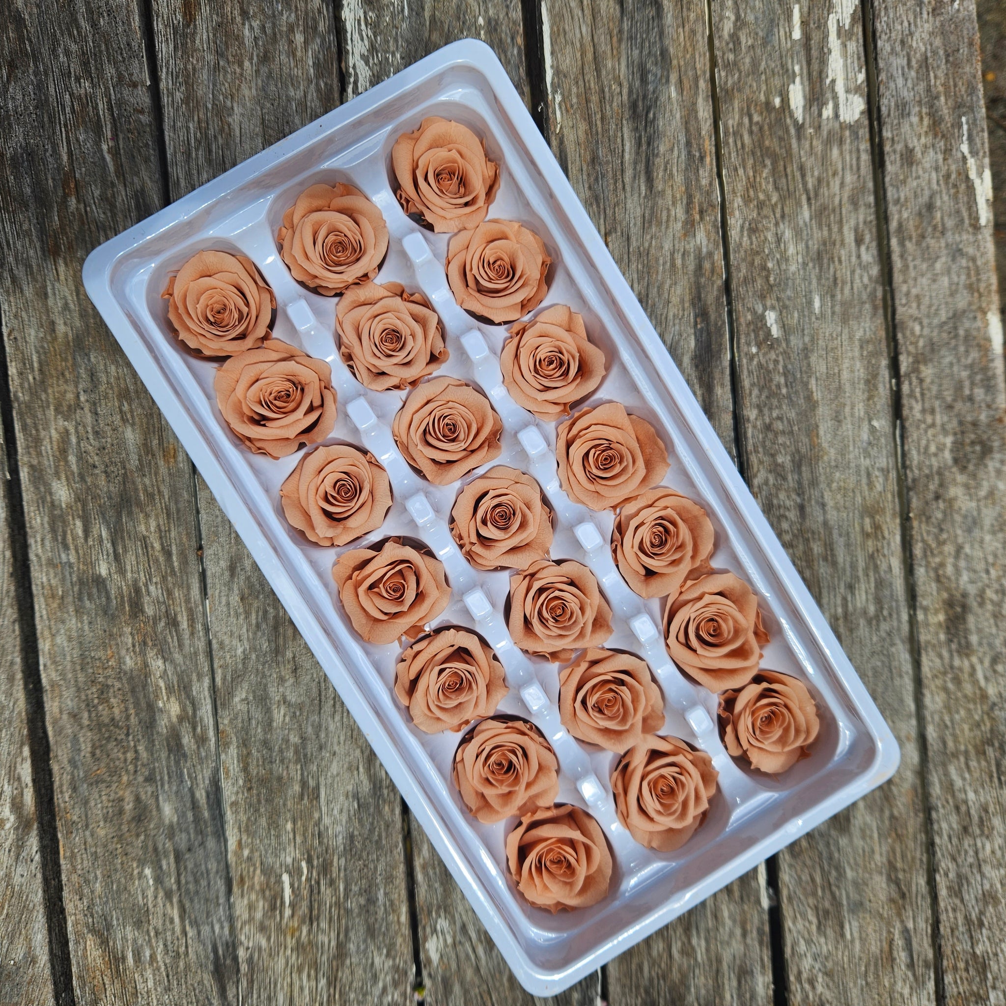 Roses Preserved Mini 21 - Soft Apricot Orange