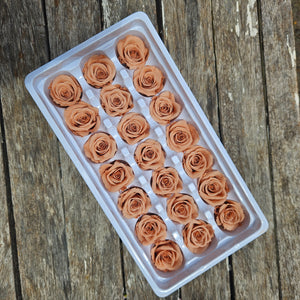 Roses Preserved Mini 21 - Soft Apricot Orange