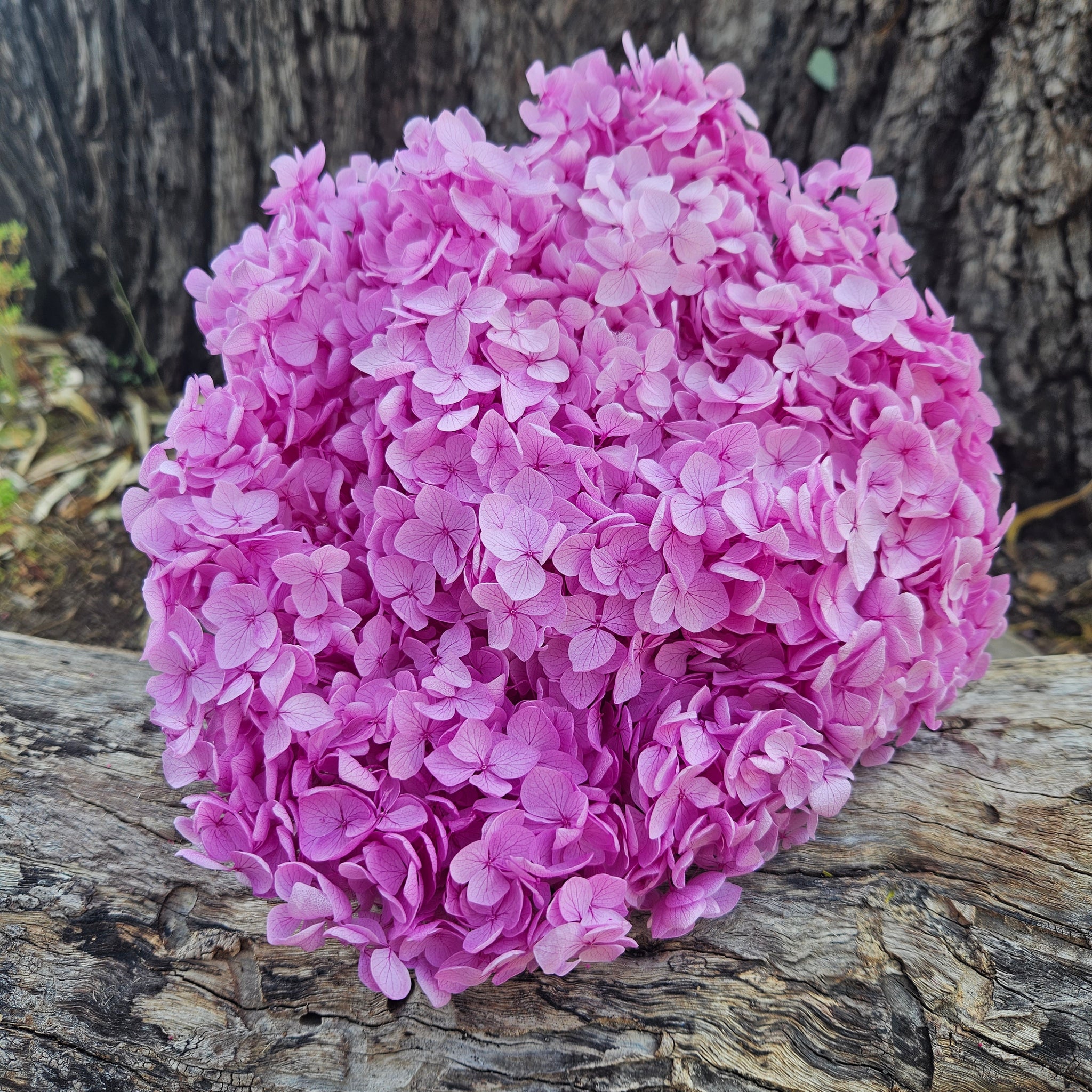 Hydrangea - Vibrant Pink Lilac