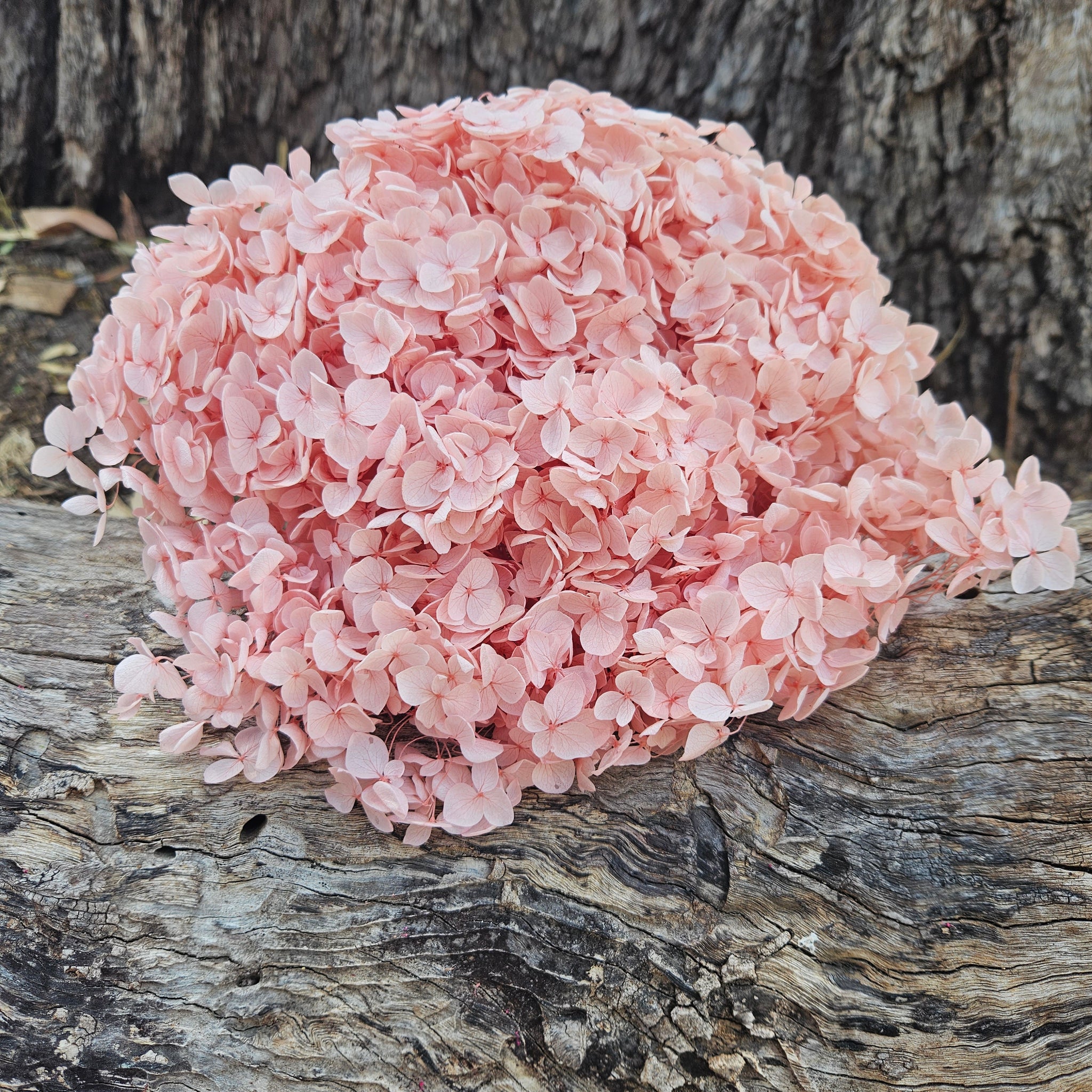 Hydrangea -  Soft Peachy Pink