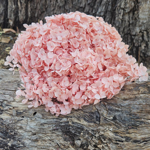 Hydrangea -  Soft Peachy Pink