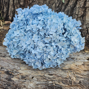 Hydrangea -  Soft Blue