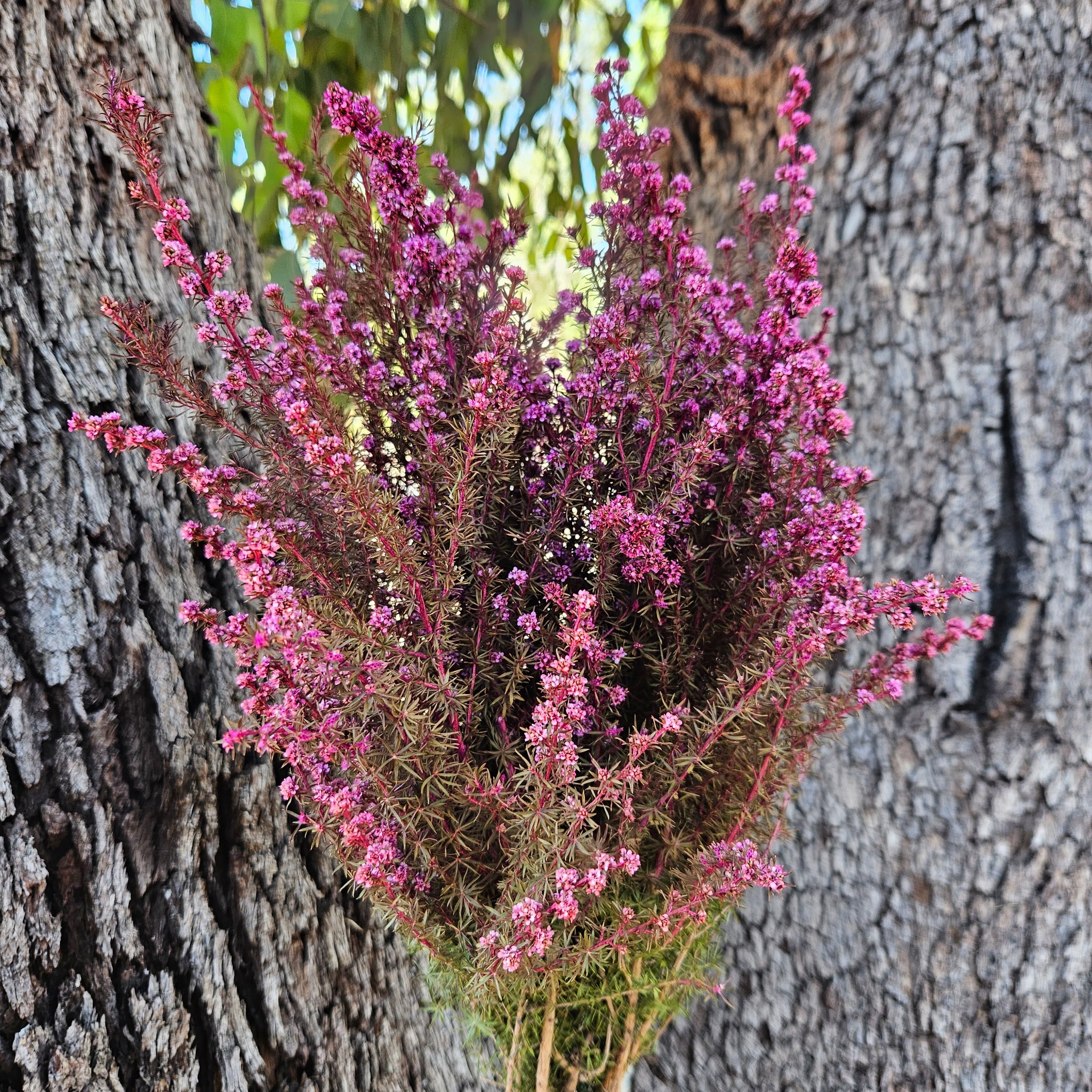 Tea Tree - Course - Sweet Pink tones