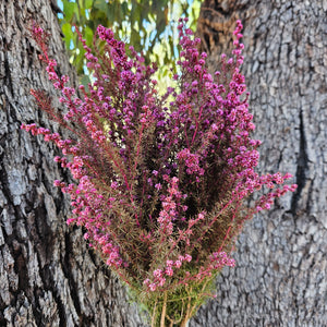 Tea Tree - Course - Sweet Pink tones