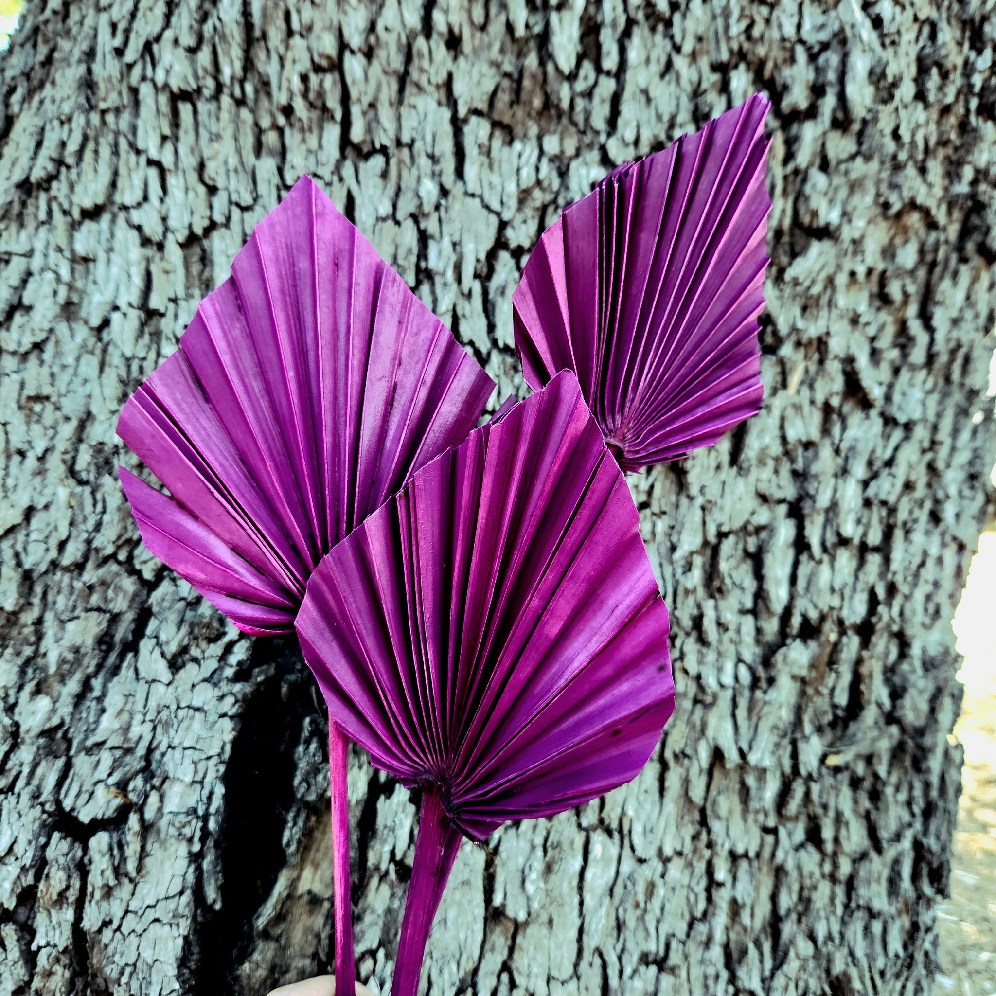 Palm - Thin Stem Spear - Magenta Purple - 1 Stem