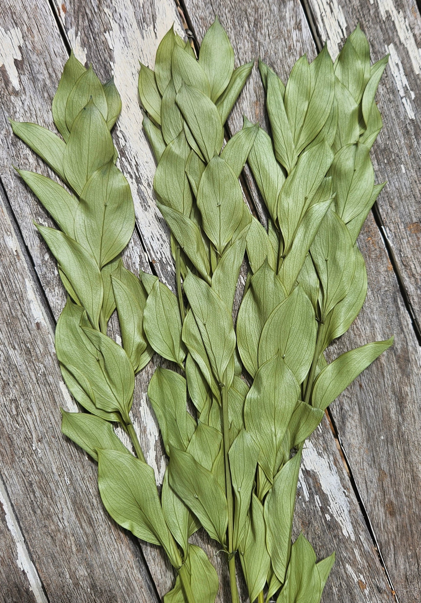 Ruscus - Israeli Large Leaf - Soft Olive Green
