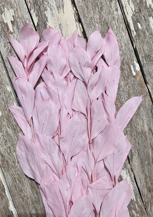 Ruscus - Israeli Large Leaf - Pastel Pink