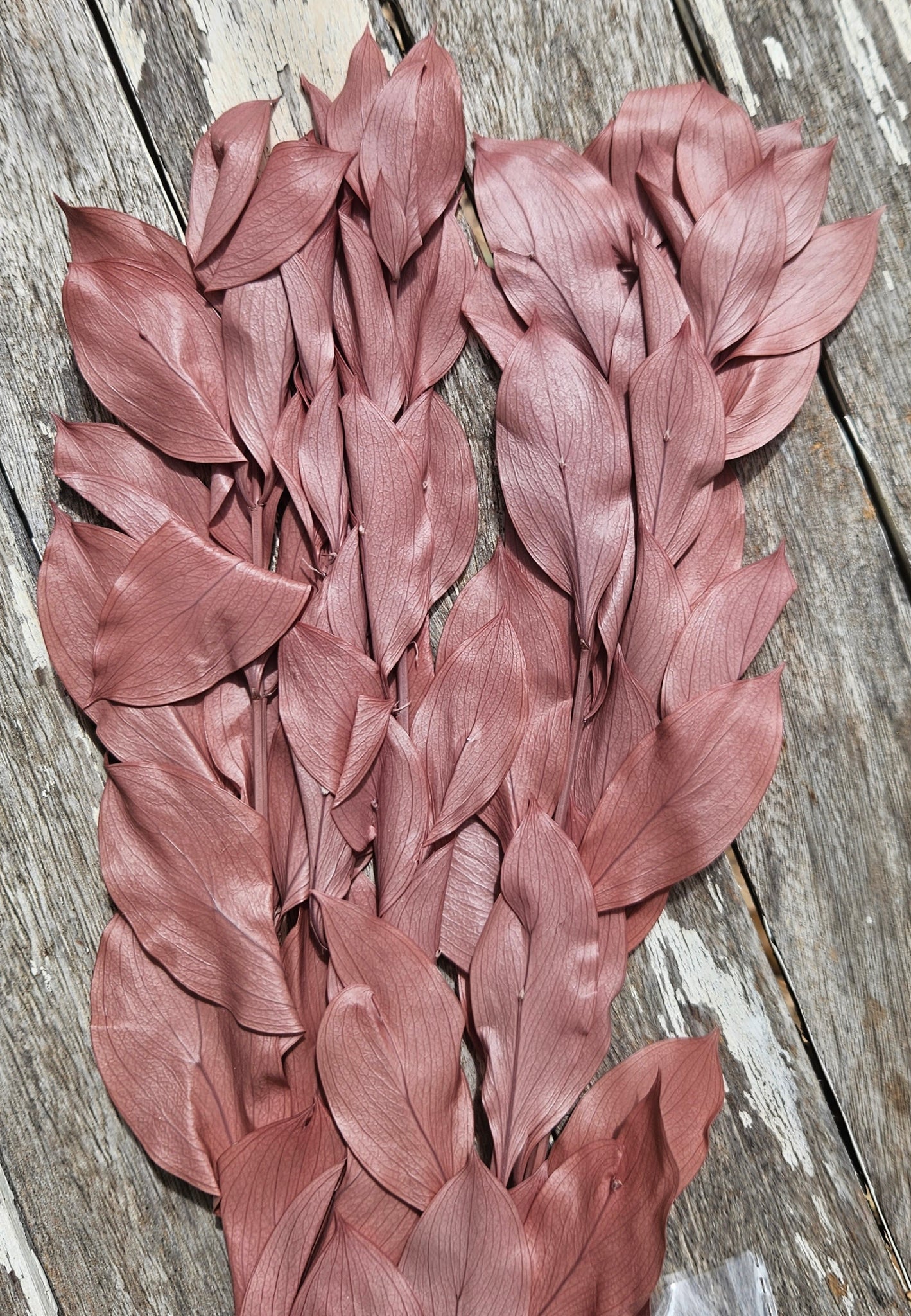 Ruscus - Israeli Large Leaf - Terracotta Pearl Brown