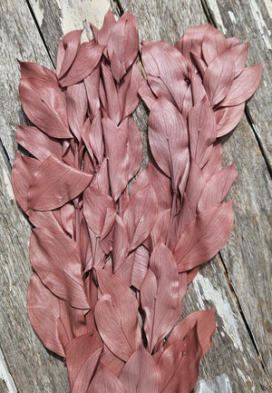 Ruscus - Israeli Large Leaf - Terracotta Pearl Brown