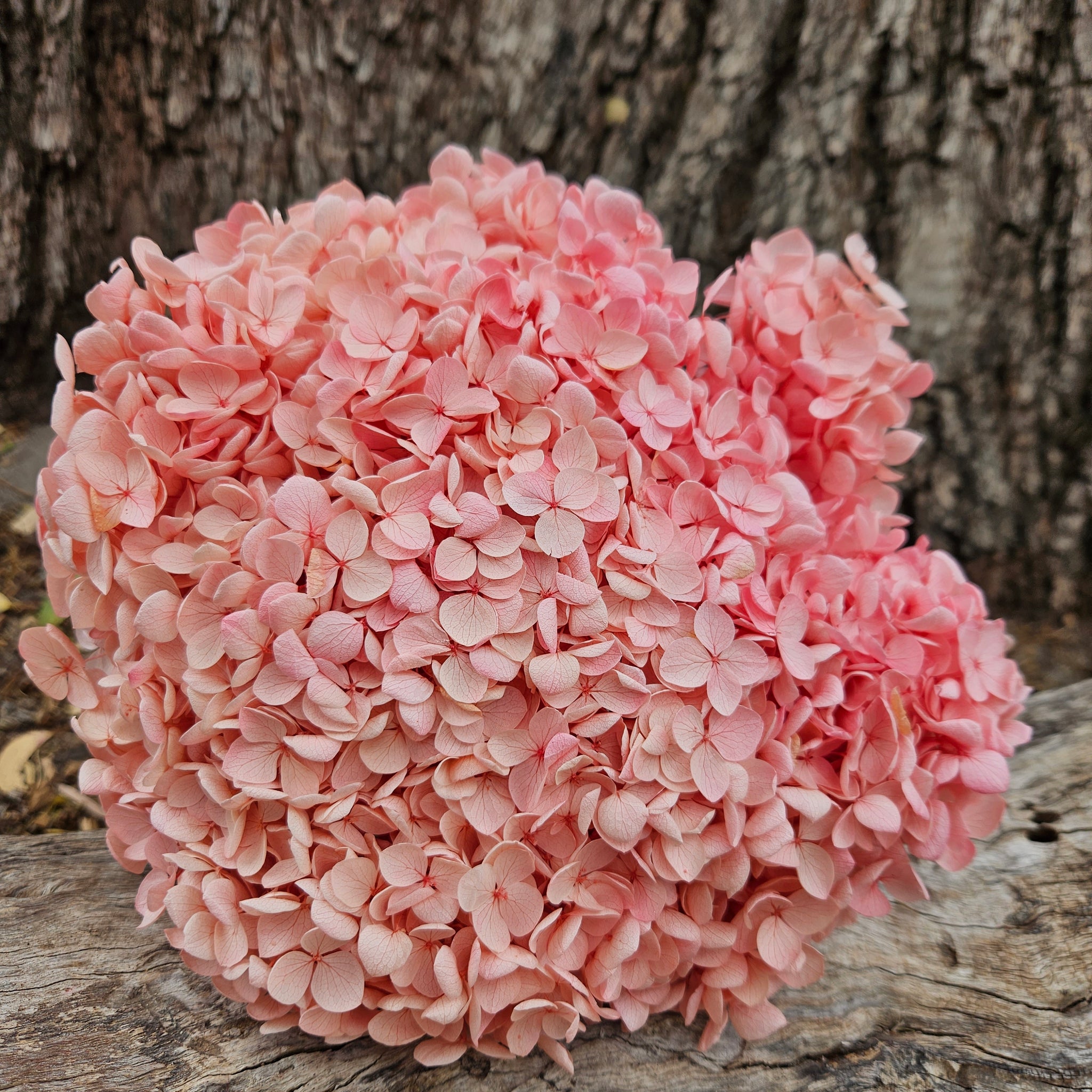 Hydrangea -  Soft Pinky Peach Ombre