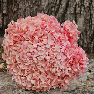 Hydrangea -  Soft Pinky Peach Ombre