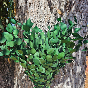 Gum - Eucalyptus - Sugar Gum (Small Leaf) - PRESERVED - Rich Green