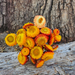 Everlastings/Straw Flowers - Sunset Oranges