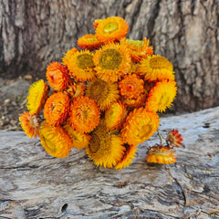 Everlastings/Straw Flowers - Sunset Oranges