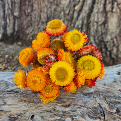 Everlastings/Straw Flowers - Sunset Oranges