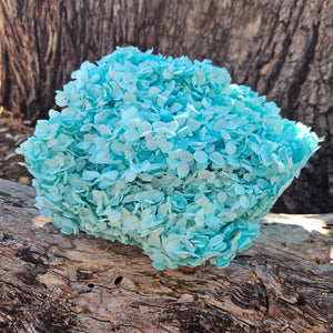 Hydrangea - Aqua Blue