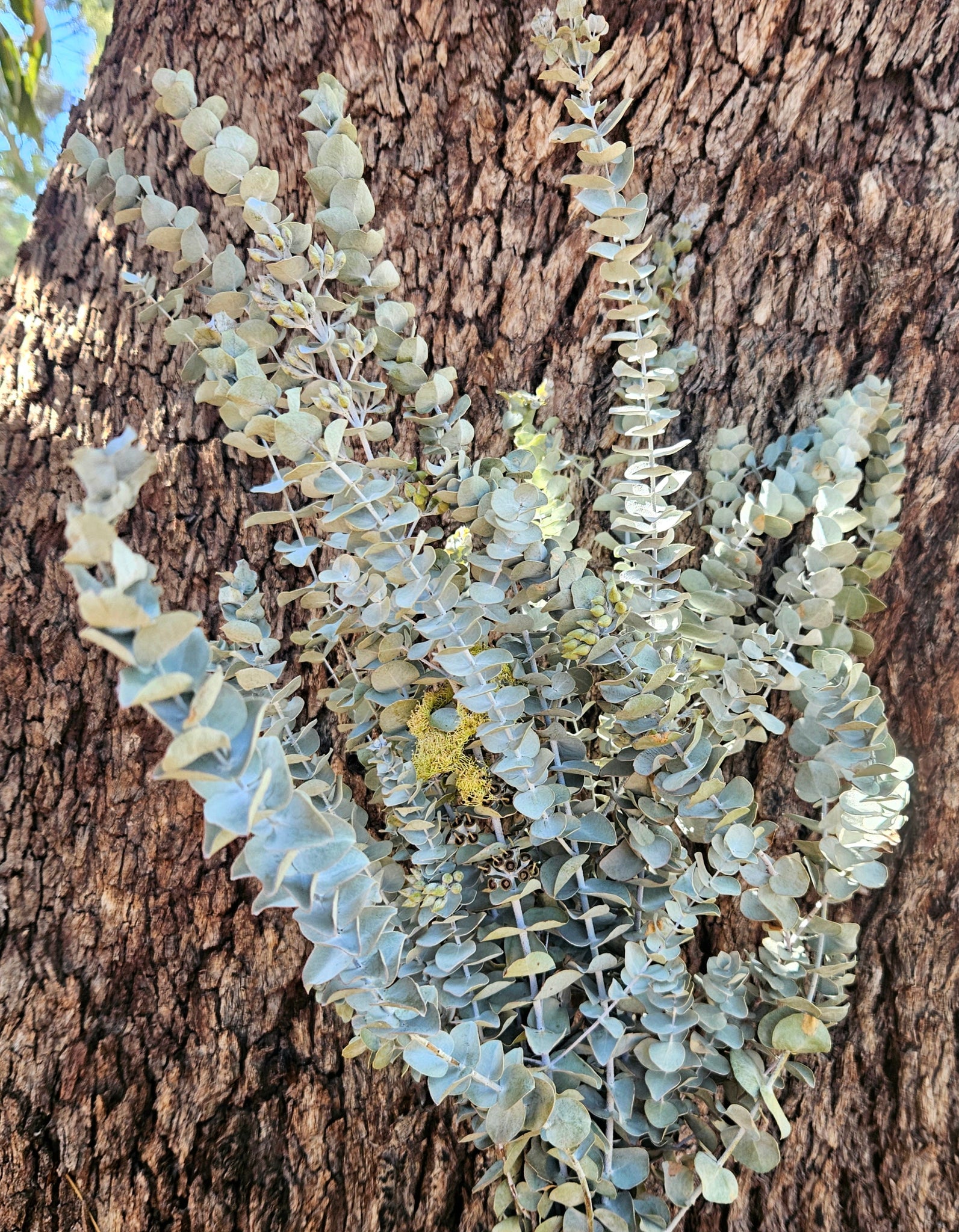 Gum - Eucalyptus - Mini Silver Dollar Gum - DRIED