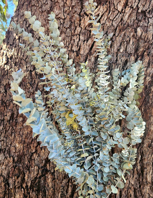 Gum - Eucalyptus - Mini Silver Dollar Gum - DRIED