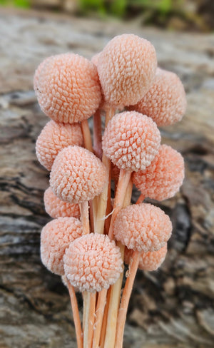 Billy Buttons  - Soft Peachy Pink