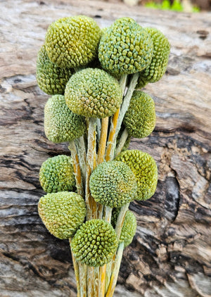 Clarance - Billy Buttons  - Moss Green ombré