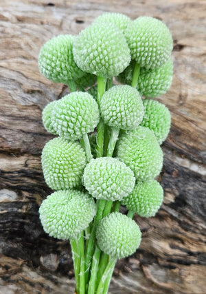 Billy Buttons  - Pastel Green