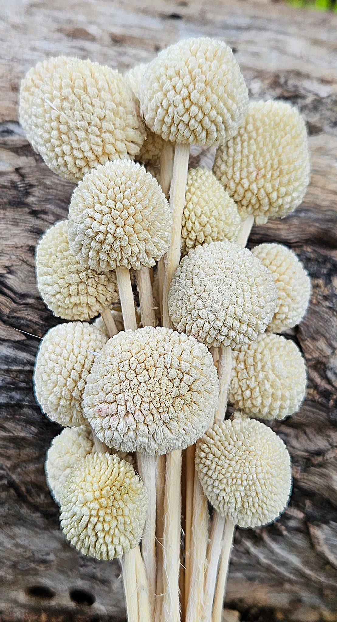 Clearance - Billy Buttons - Soft Lemongrass