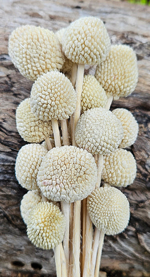 Clearance - Billy Buttons - Soft Lemongrass