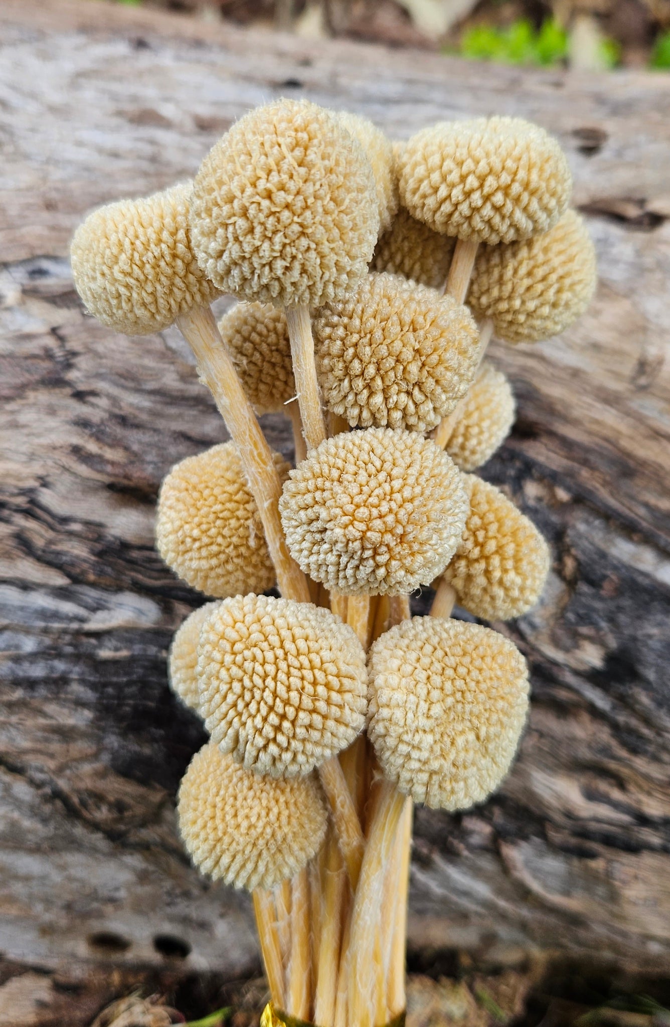 Billy Buttons  - Biscotti Cream