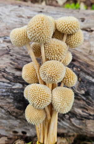 Billy Buttons  - Biscotti Cream