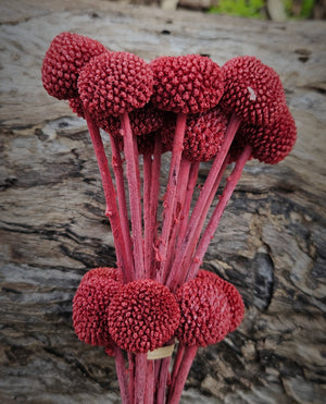 Billy Buttons  - Burgundy Wine Red