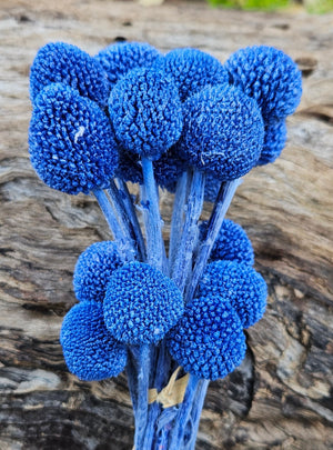 Billy Buttons  - Cobalt Blue