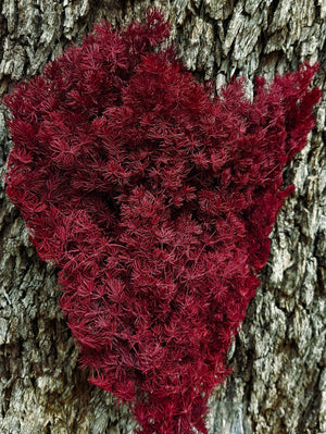 Ming Fern - Deep Wine Red