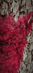 Ming Fern - Deep Wine Red