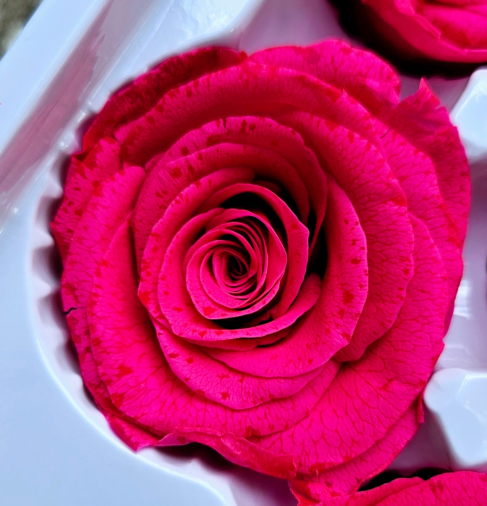 Clearance - Roses Preserved - 6 pack - Fuschia Pink - Bit speckled
