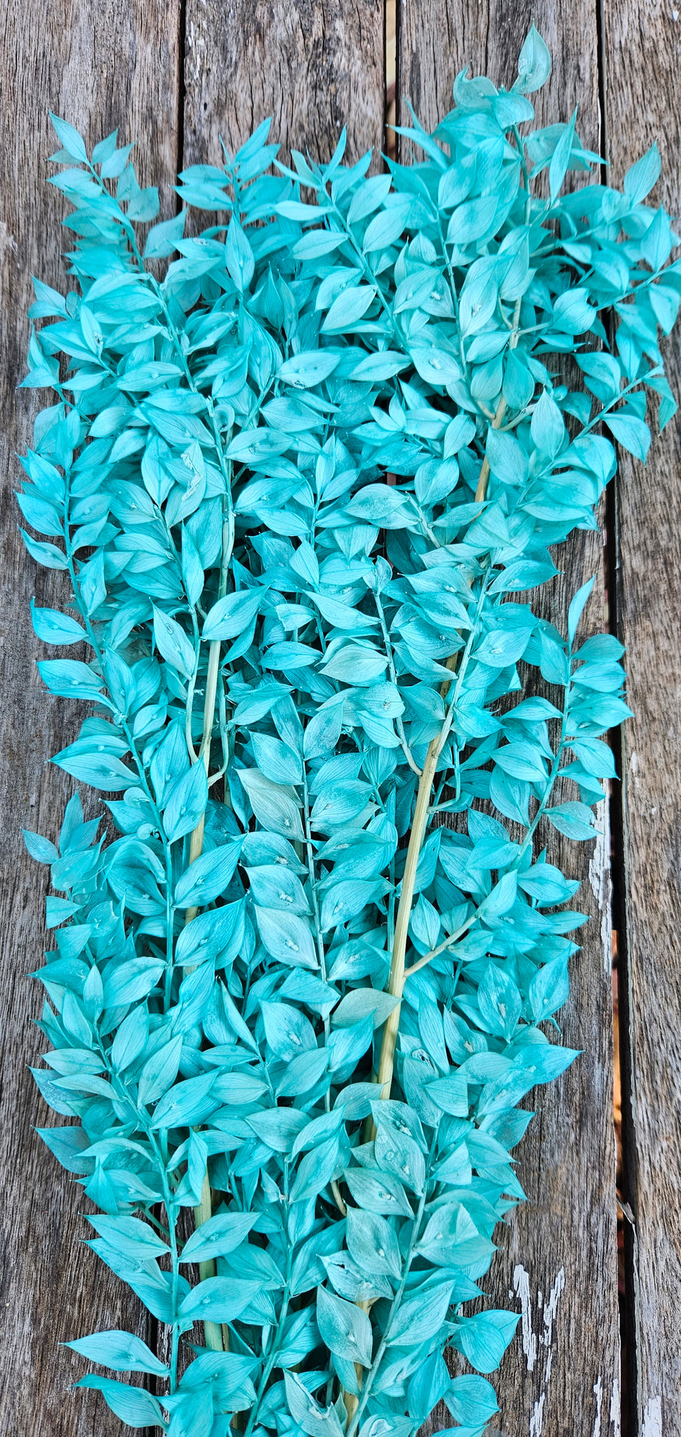 Ruscus Italian - Aqua Blue