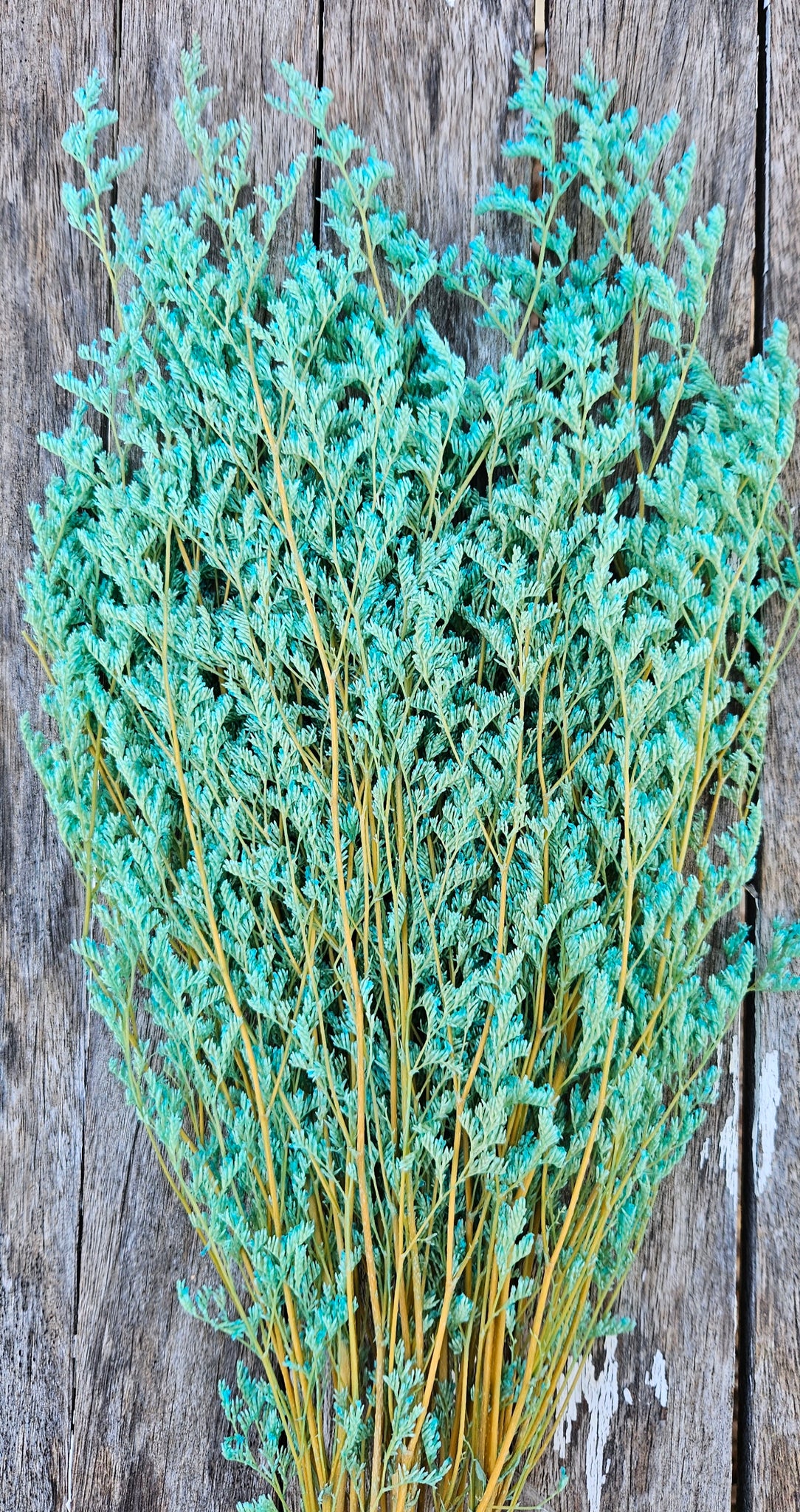 Limonium/Misty/Statice - Turquoise Green Blue Ombré