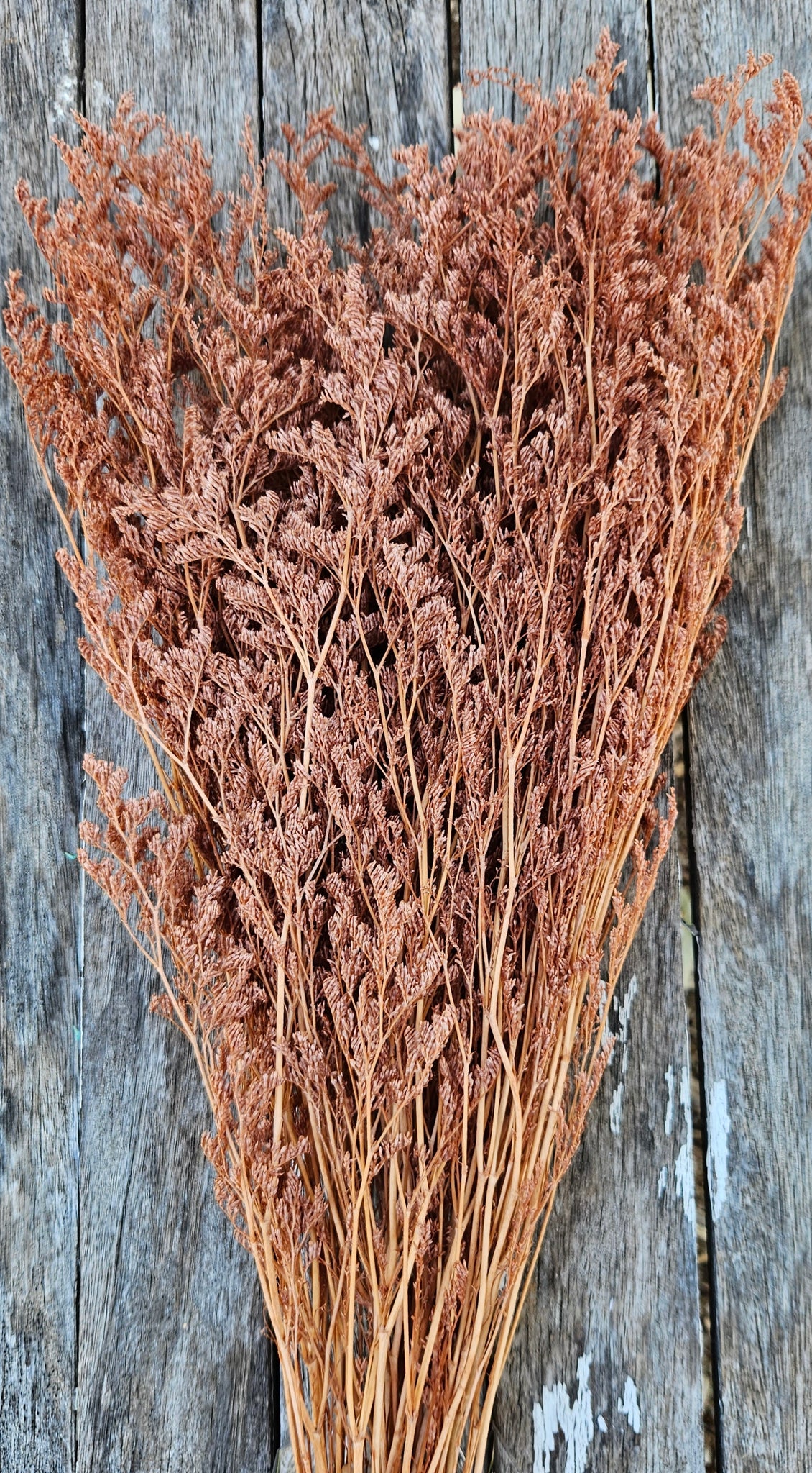 Limonium / Misty / statice - Cinnamon Brown