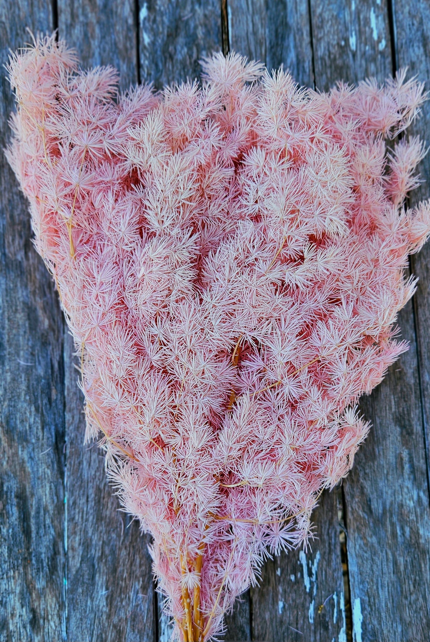 Ming Fern - Soft Pink