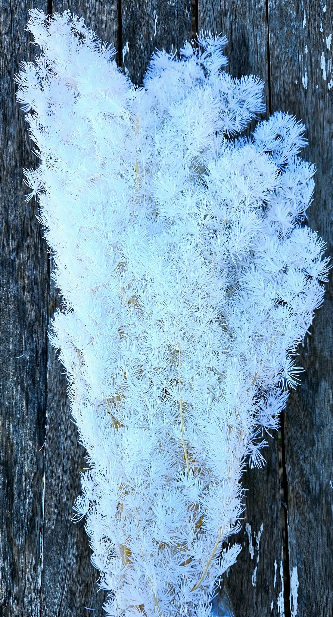 Ming Fern - White