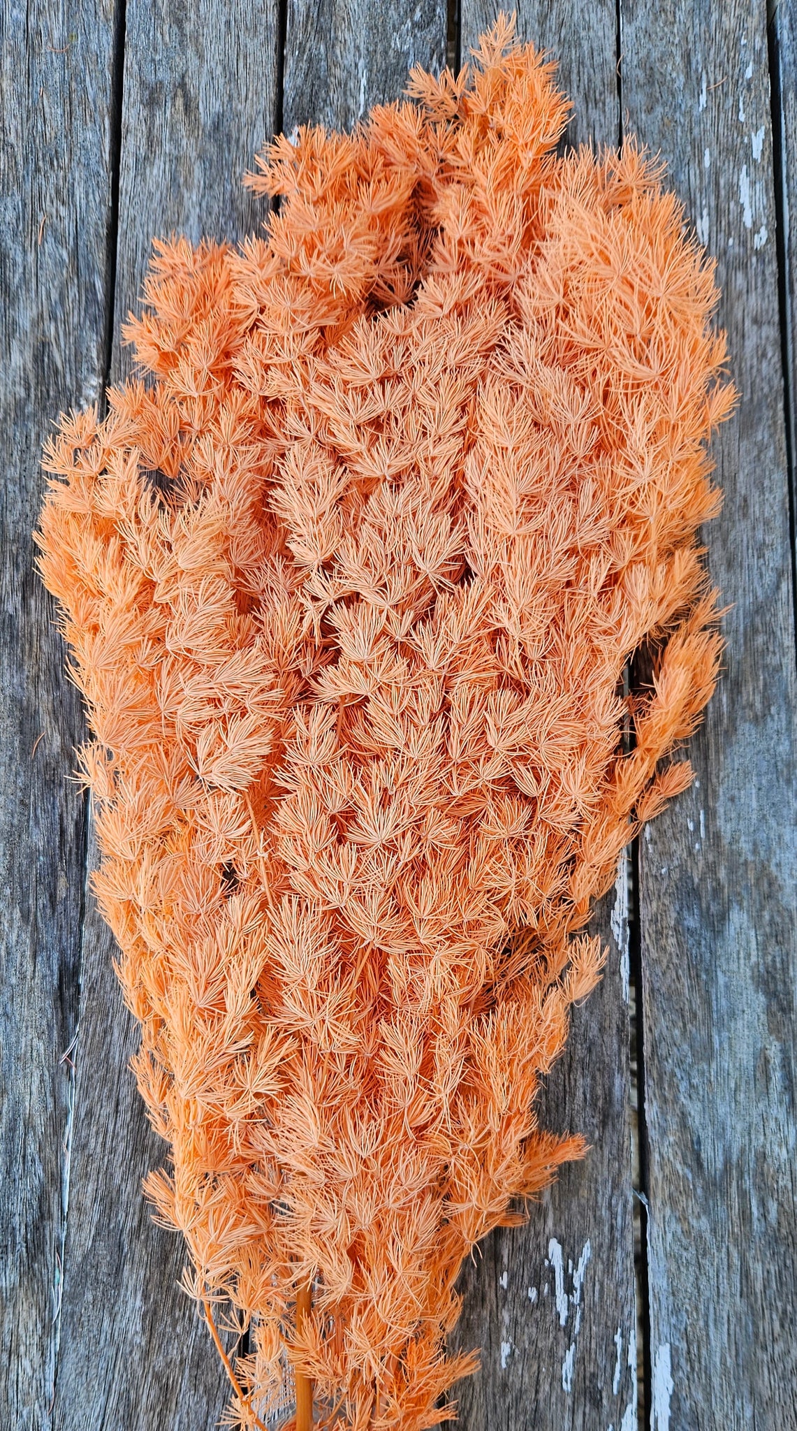 Ming Fern - Orange Burst