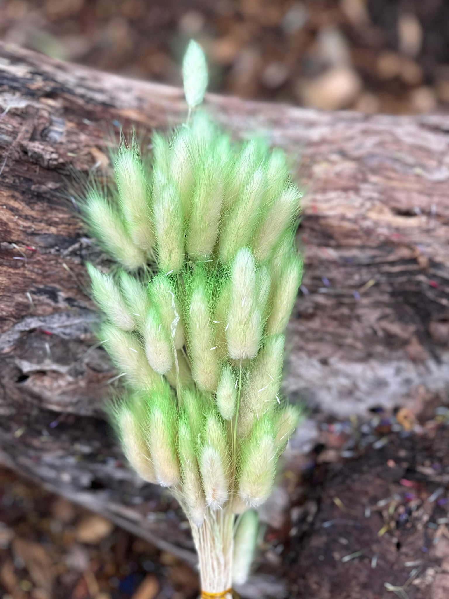 Clearance - Bunny Tails/Pussy Tails - Soft Lime Green Ombré