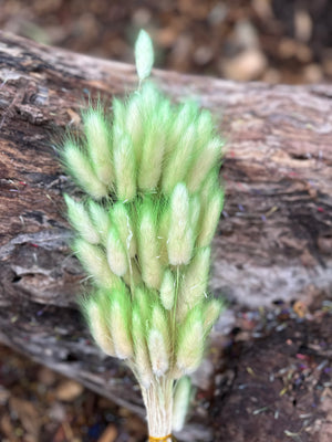 Clearance - Bunny Tails/Pussy Tails - Soft Lime Green Ombré