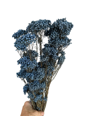 Rice flower - Dark Dusty Blue