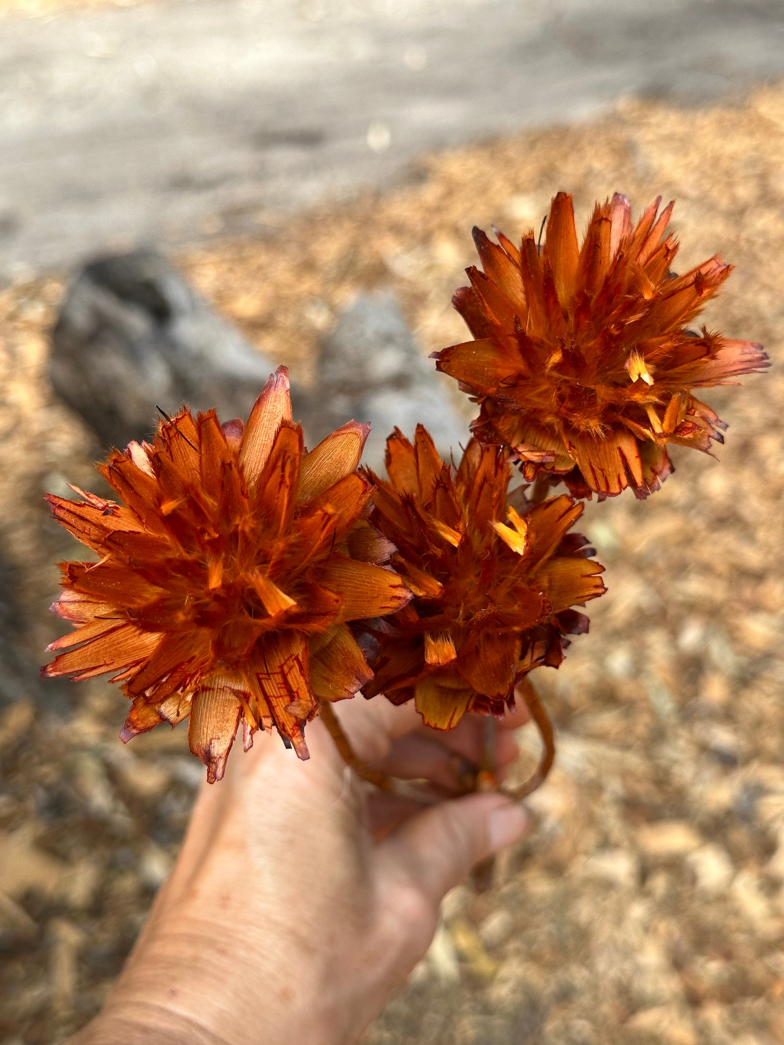 Plumosum - Burnt Orange