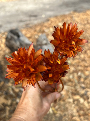 Plumosum - Burnt Orange