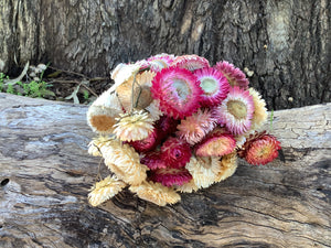 Everlastings/Straw Flowers - Mixed Clours