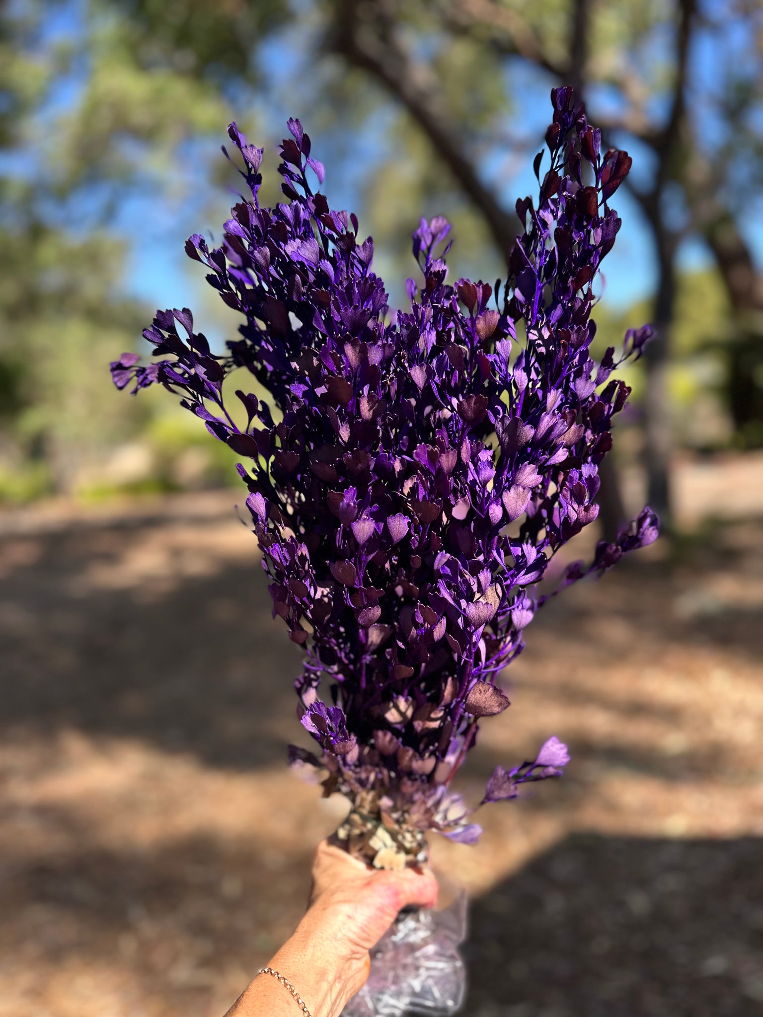 Templetonia - Preserved -Dark Purple