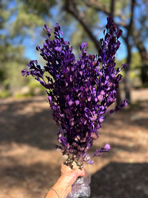 Templetonia - Preserved -Dark Purple